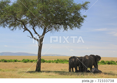 ゾウ　野生 72333738