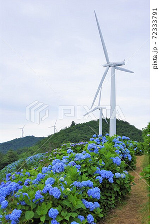 徳島県佐那河内村 大川原高原の風車とアジサイの写真素材