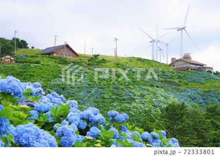徳島県佐那河内村　大川原ウインドファームと紫陽花 72333801