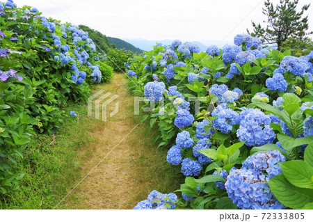 徳島県佐那河内村 大川原高原の紫陽花の写真素材