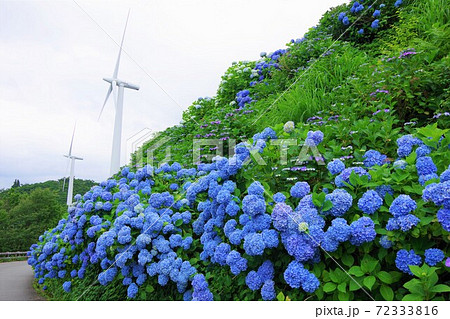 徳島県佐那河内村 大川原高原の紫陽花と風力発電の写真素材