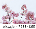 桜 72334865