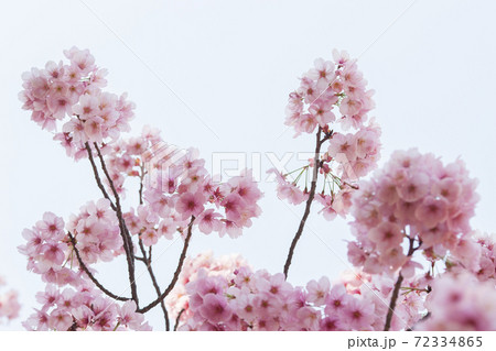 桜 72334865