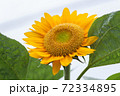 ひまわり 72334895