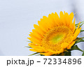 ひまわり 72334896