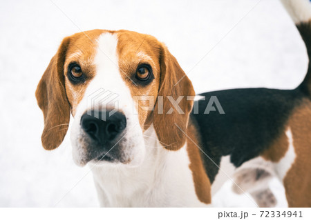 Beagle standing outdoors against white bright snow looking at camera. Beagle standing outdoors against white bright snow looking at camera. 72334941