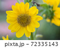 ひまわり 72335143