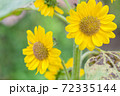 ひまわり 72335144