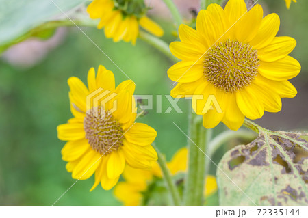 ひまわり 72335144