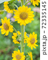 ひまわり 72335145