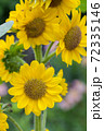 ひまわり 72335146