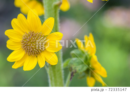 ひまわり 72335147