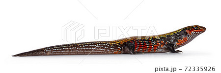 Adult Fire skink on white background. Adult Fire skink on white background. 72335926