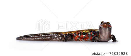 Adult Fire skink on white background. 72335928
