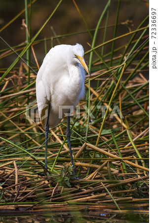 Great Egret, South Africa Great Egret, South Africa 72336697
