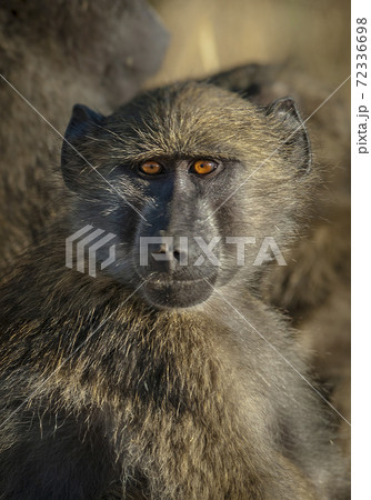 Baboon, South Africa Baboon, South Africa 72336698