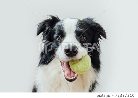 Funny portrait of cute puppy dog border collie holding toy ball in mouth isolated on white background. Purebred pet dog with tennis ball wants to playing with owner. Pet activity and animals concept. Funny portrait of cute puppy dog border collie holding toy ball in mouth isolated on white background. Purebred pet dog with tennis ball wants to playing with owner. Pet activity and animals concept. 72337210