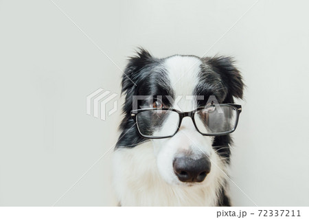 Funny studio portrait of smiling puppy dog border collie in eyeglasses isolated on white background. Little dog gazing in glasses. Back to school. Cool nerd style. Funny pets animals life concept. 72337211
