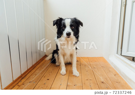 Funny portrait of cute puppy dog border collie at home. New lovely member of family little dog looking happy and exited, playing indoors. Pet care and animals concept. Funny portrait of cute puppy dog border collie at home. New lovely member of family little dog looking happy and exited, playing indoors. Pet care and animals concept. 72337246