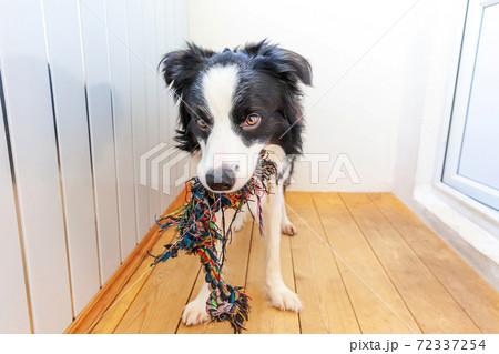 Funny portrait of cute smiling puppy dog border collie holding colourful rope toy in mouth. New lovely member of family little dog at home playing with owner. Pet care and animals concept. Funny portrait of cute smiling puppy dog border collie holding colourful rope toy in mouth. New lovely member of family little dog at home playing with owner. Pet care and animals concept. 72337254