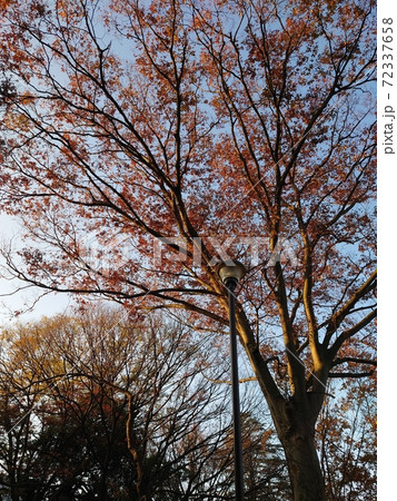 冬の枯れ葉、木々 冬の枯れ葉、木々 72337658