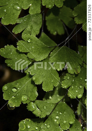 Fern leaves with small drops of water Fern leaves with small drops of water 72337826