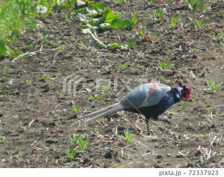 茨城県常陸大宮市のキジ 茨城県常陸大宮市のキジ 72337923