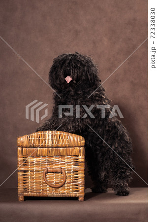 A small shaggy black-brown dog of breed puli stands on a chest on a brown background 72338030
