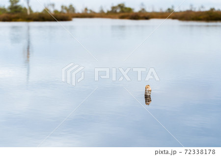 Small Wild Swamp Lake. Landscape Stock Photo 72338178