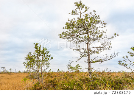 Swamp landscape with pine trees, stock photo 72338179