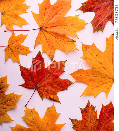Pattern of autumnal yellow and red big maple leaves. Fall Seasonal Background. 72338755