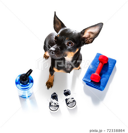 personal trainer dog 72338864