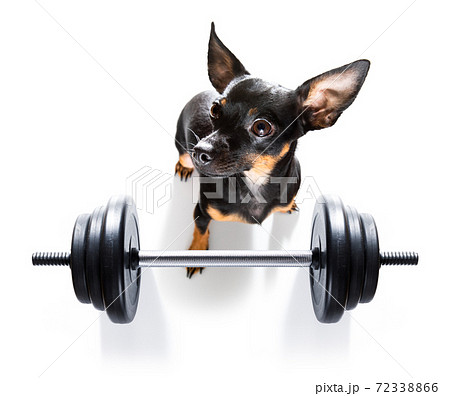 personal trainer dog personal trainer dog 72338866