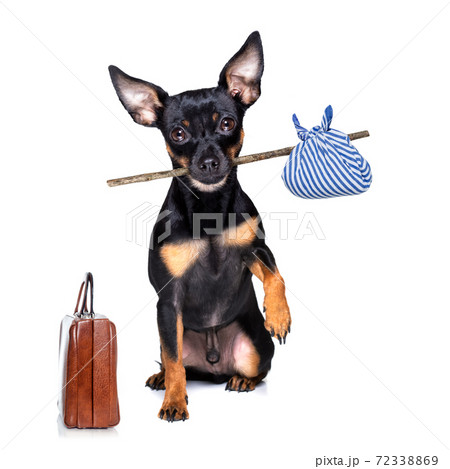 abandoned and lost dog 72338869