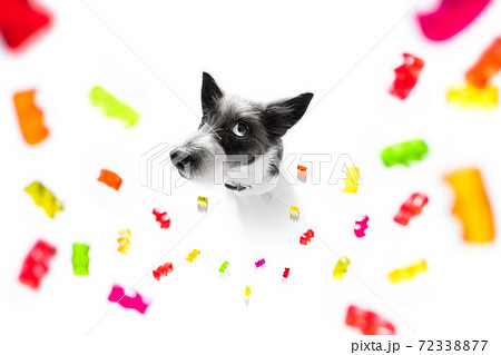 poodle dog eating sweet candies poodle dog eating sweet candies 72338877