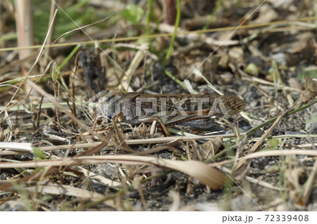 トノサマバッタ 72339408
