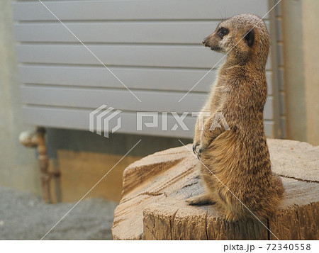 仲間を守る為に警戒中のミーアキャット 72340558