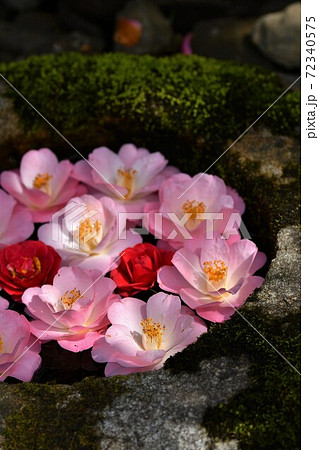 花手水の木漏れ日に輝く椿の写真素材 花手水の木漏れ日に輝く椿の写真素材