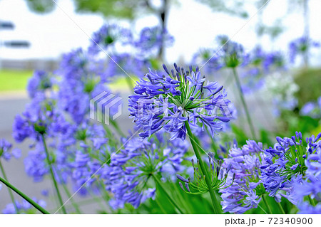 春に咲く青い花 アガパンサスの写真素材