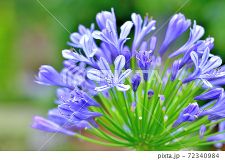 春に咲く青い花 アガパンサスの写真素材