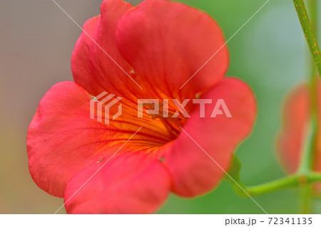 春に咲くオレンジの花 ノウゼンカズラの写真素材