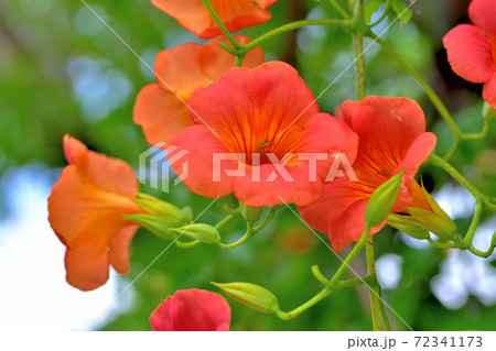 春に咲くオレンジの花 ノウゼンカズラの写真素材