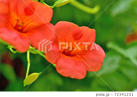 春に咲くオレンジの花 ノウゼンカズラの写真素材