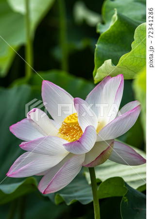 蓮の花 夏のイメージ 蓮の花 夏のイメージ 72341286