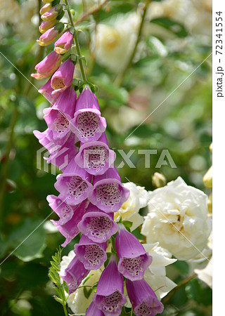 釣鐘型の花ジキタリスの写真素材