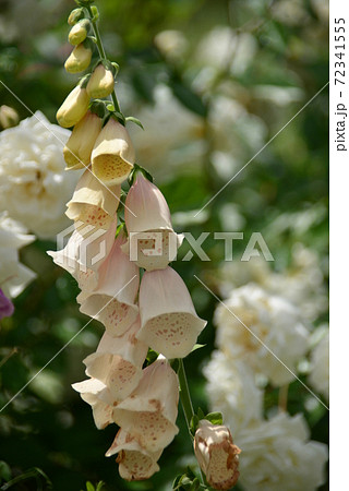 釣鐘型の花ジキタリスの写真素材