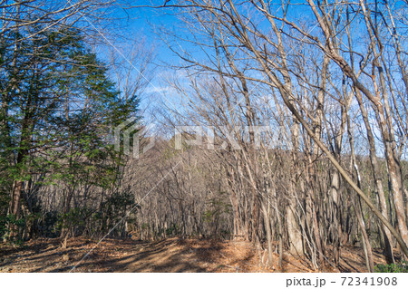 前武川岳の山頂から見た武川岳（奥武蔵） 72341908