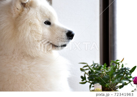 サモエド犬 窓の外にの写真素材