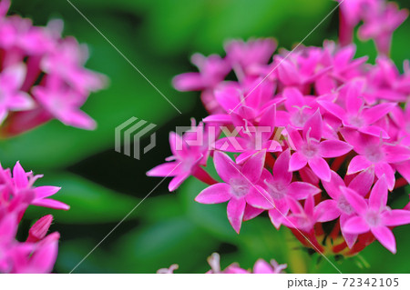 春に咲くピンクの花 サンタンカの写真素材