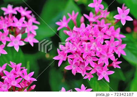 春に咲くピンクの花 サンタンカの写真素材